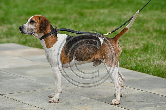 Festival of Hounds 2024