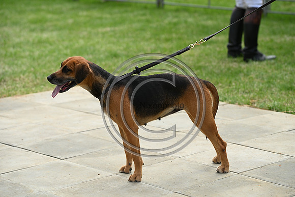 Festival of Hounds 2024