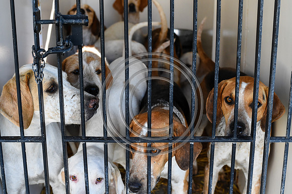 Festival of Hounds 2024