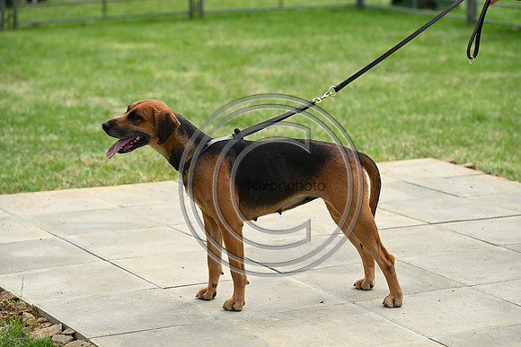 Festival of Hounds 2024