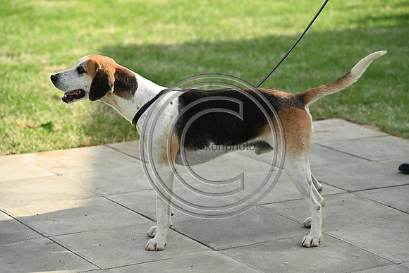 Festival of Hounds 2024