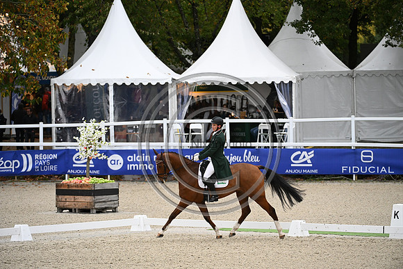 Mondial du Lion