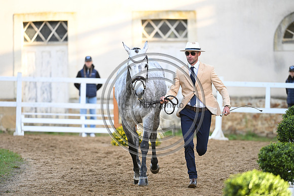 Mondial du Lion
