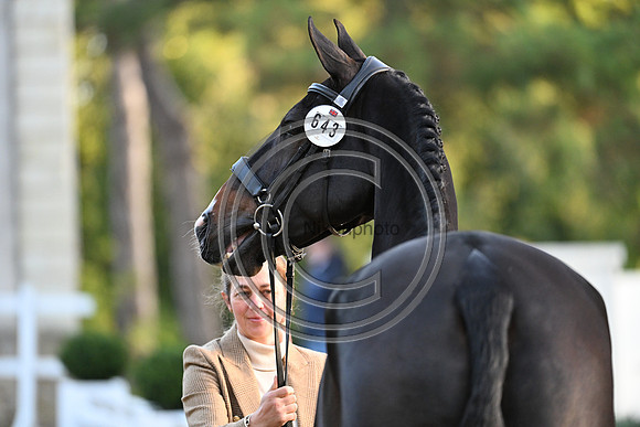 Mondial du Lion