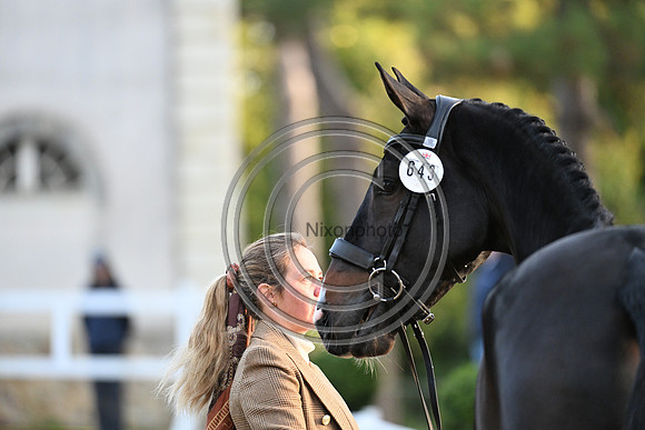Mondial du Lion