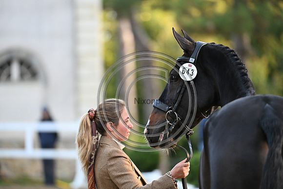 Mondial du Lion