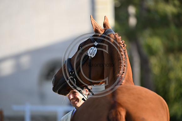 Mondial du Lion