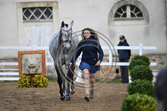 Mondial du Lion