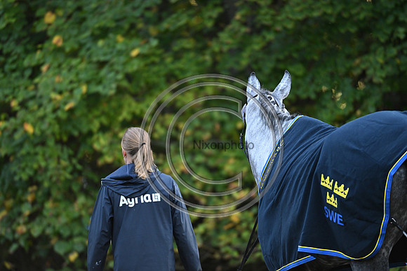 Mondial du Lion