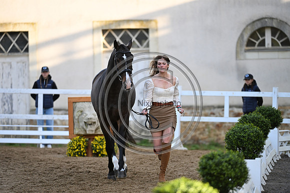 Mondial du Lion