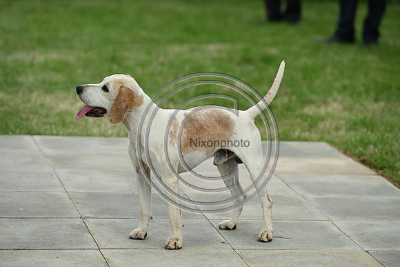 Festival of Hounds 2024