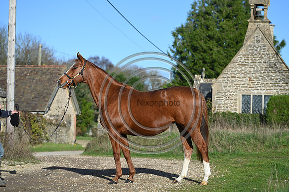 Mare_Selwood_PN38