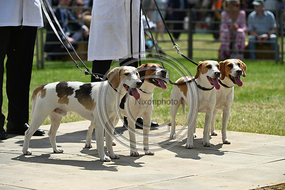 Festival of Hounds 2024