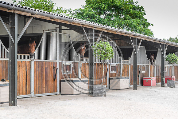 Collective Equestrian