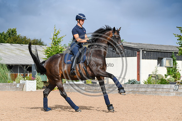 Collective Equestrian