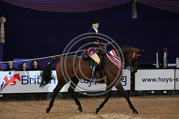 HorseNo545_HOYS_PN23_101633