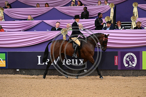 HorseNo545_HOYS_PN23_101657