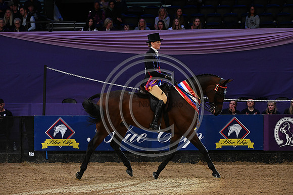 HorseNo545_HOYS_PN23_101661