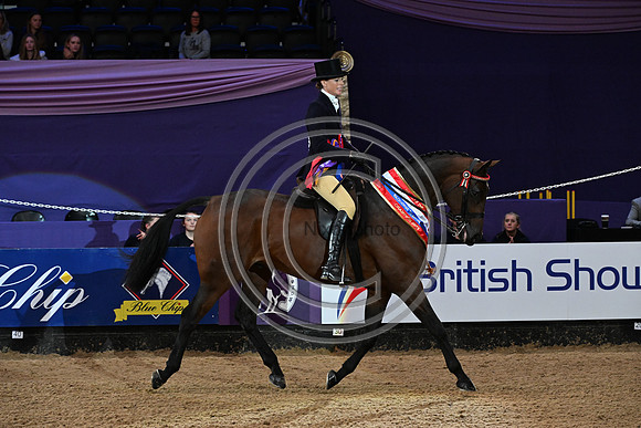 HorseNo545_HOYS_PN23_101662