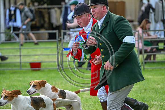 Festival of Hounds 2024