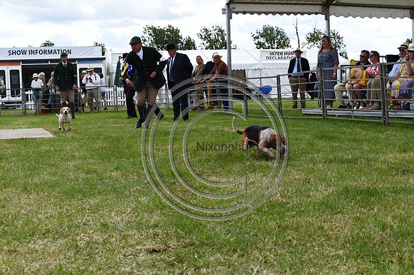 Festival of Hounds 2024