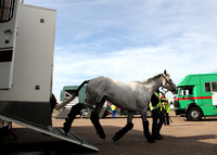 OlympicHorses_08KH278