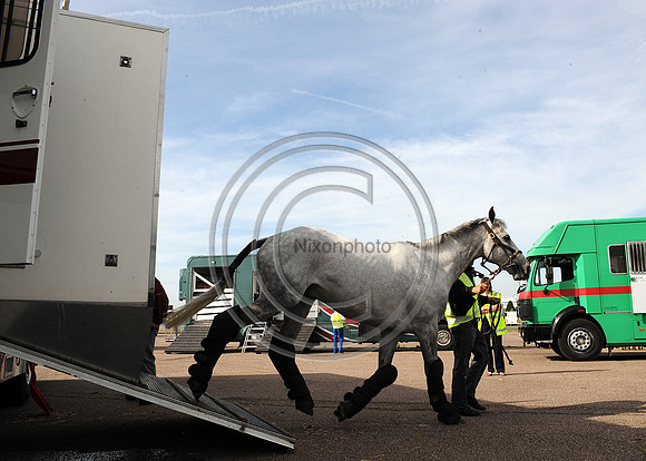 OlympicHorses_08KH278