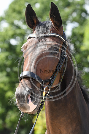 Collective Equestrian