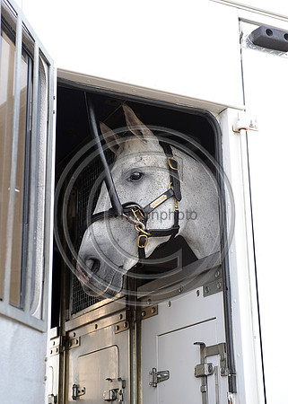 OlympicHorses_08KH274