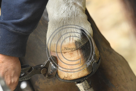 Nigel Perrott_Farrier_PN20_51864