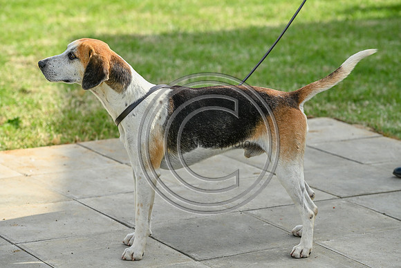 Festival of Hounds 2024