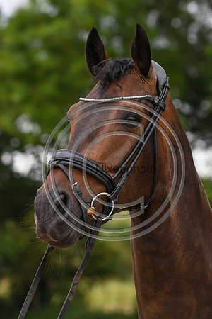 Collective Equestrian