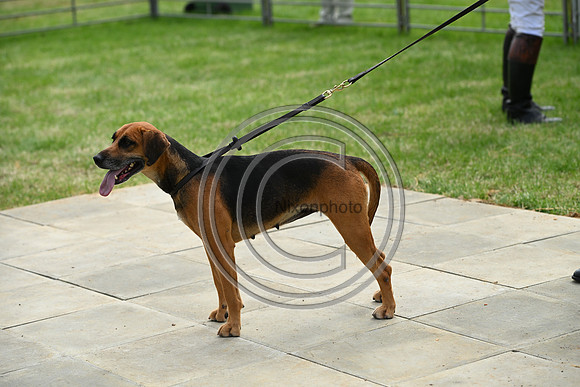 Festival of Hounds 2024