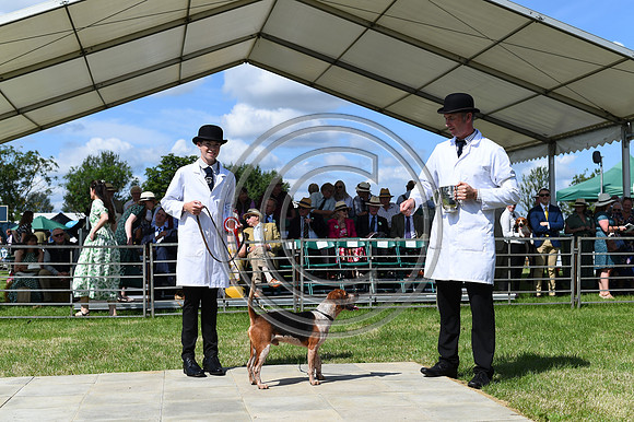 Festival of Hounds 2024