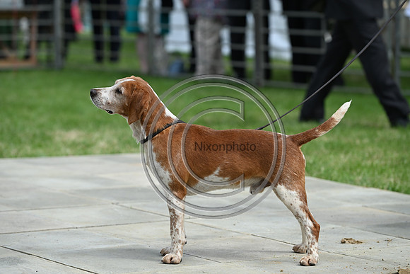 Festival of Hounds 2024