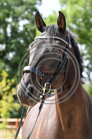 Collective Equestrian