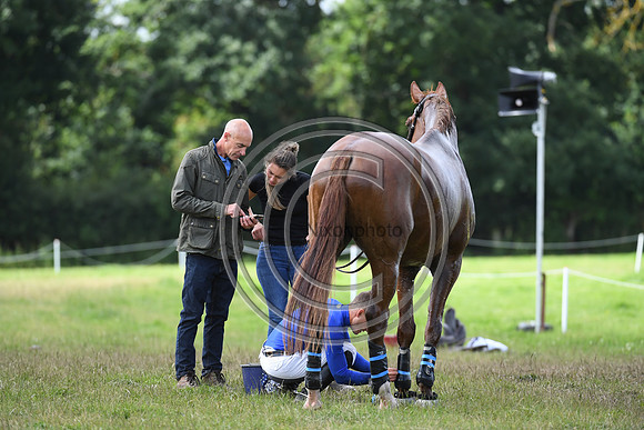 Burgham International Horse