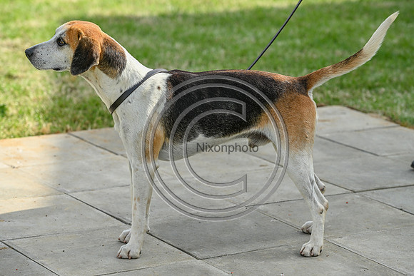 Festival of Hounds 2024