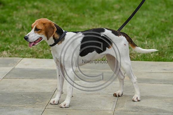 Festival of Hounds 2024