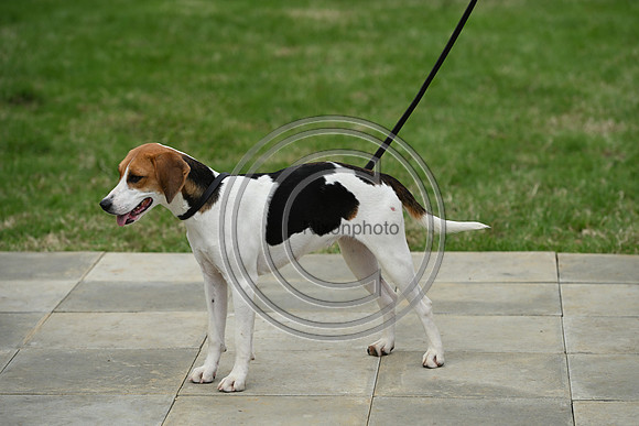 Festival of Hounds 2024