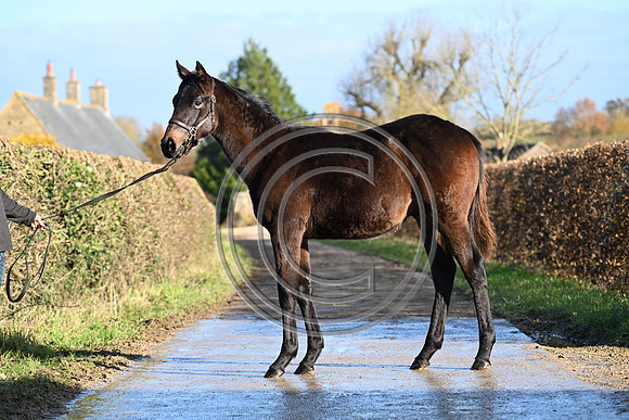 Foal_1_PN23_18093