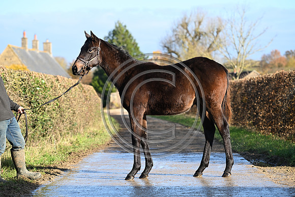 Foal_1_PN23_18092