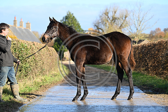 Foal_1_PN23_18091