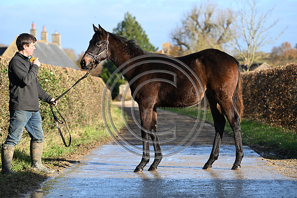 Foal_1_PN23_18090