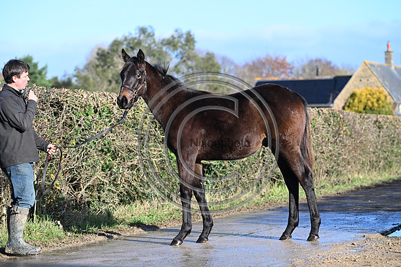 Foal_1_PN23_18089