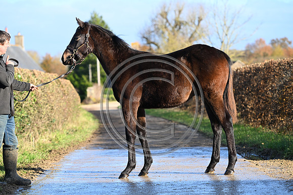 Foal_1_PN23_18094