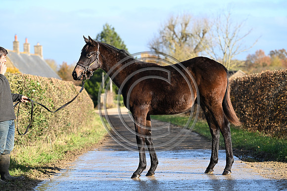 Foal_1_PN23_18095