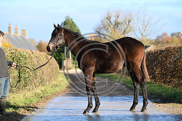 Foal_1_PN23_18096