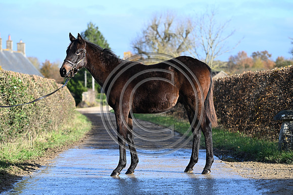Foal_1_PN23_18097