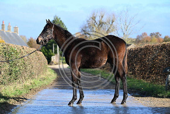 Foal_1_PN23_18098